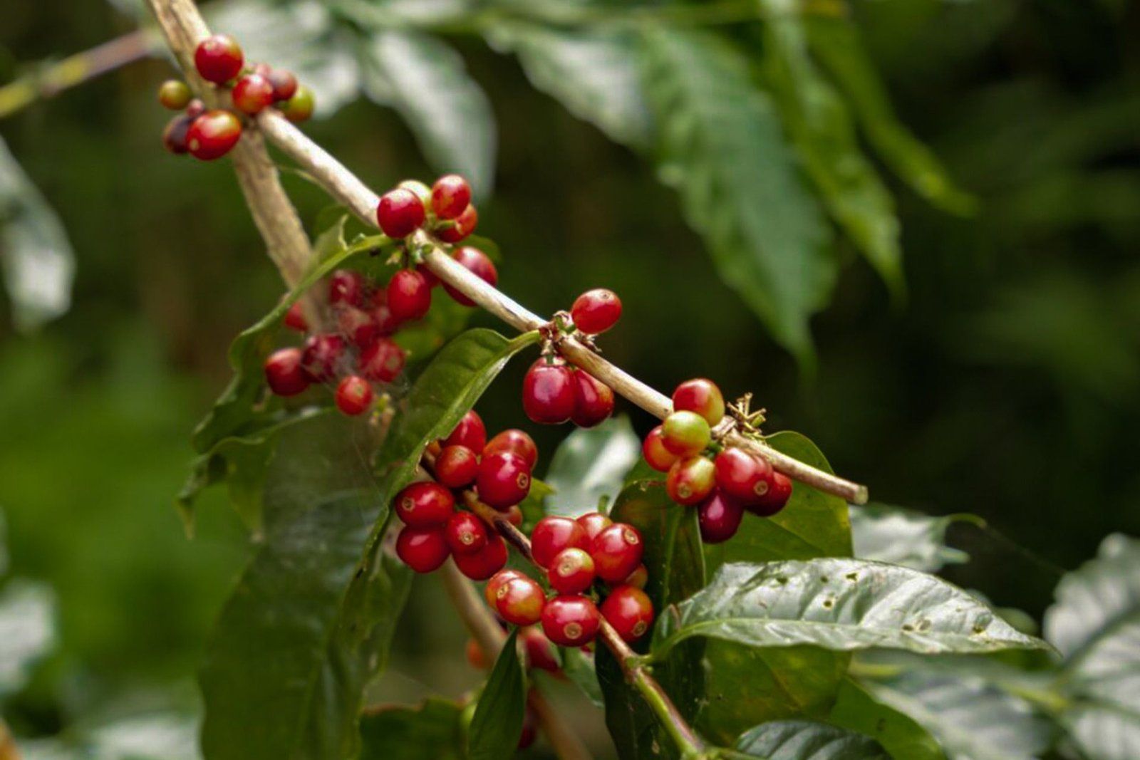 Coffee trees growing on the plantation