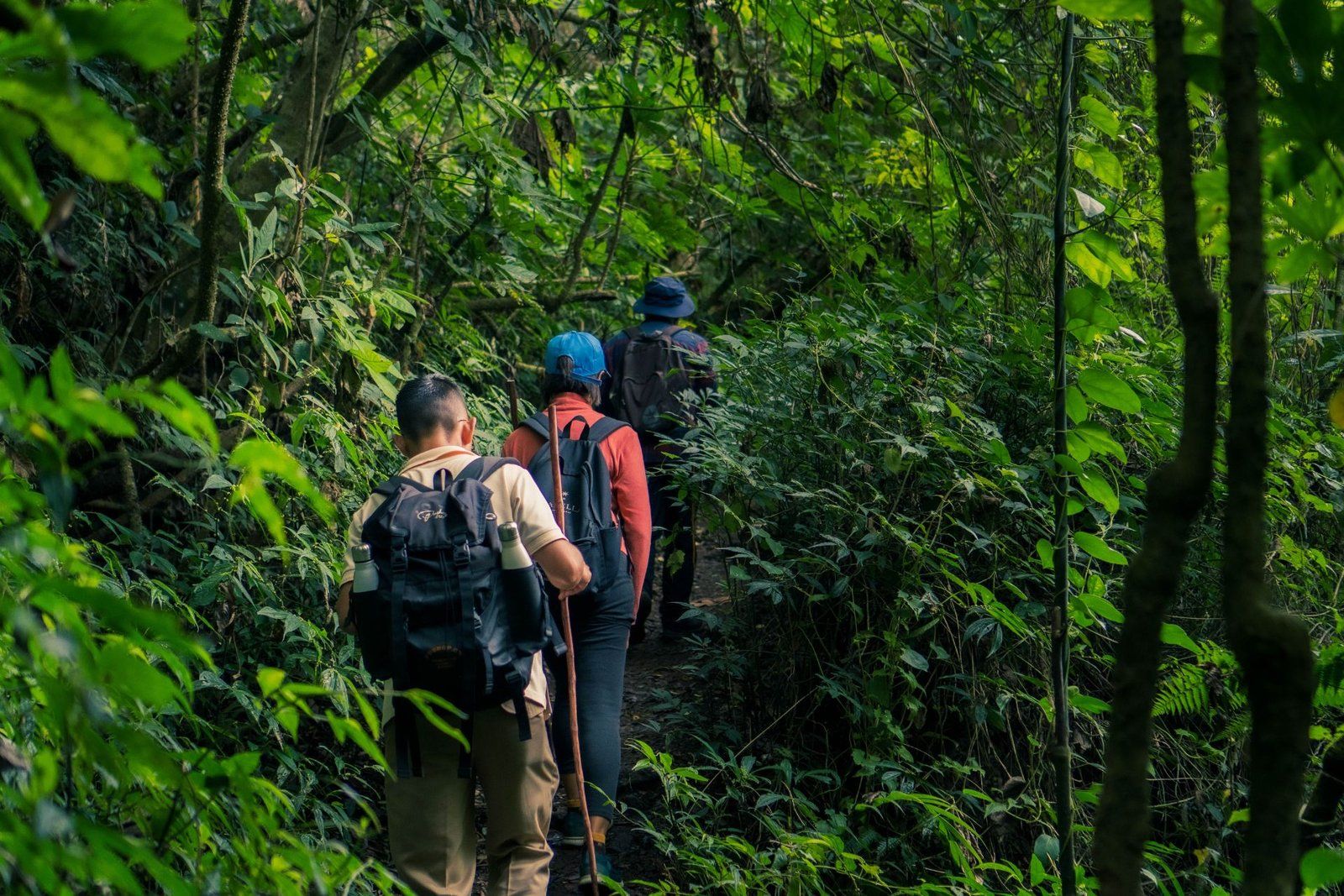 A trail through the rainforest on the plantation